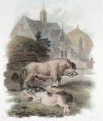Julias Caesar Ibbetson art print