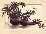 Claudia Ancilotti art print