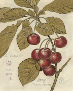 Cherry Etching art print