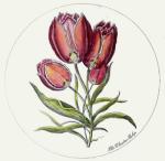 Cluster Tulip (Restrike Etching) art print