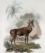 Julias Caesar Ibbetson art print