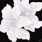 Kaye Lake art print