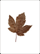 Autumn Leaf I giclee art print