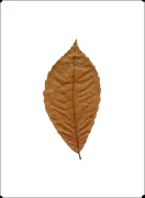 Autumn Leaf III giclee art print