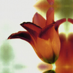 Autumn Tulip giclee art print