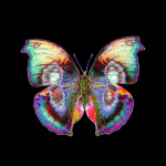 Black Butterfly giclee art print