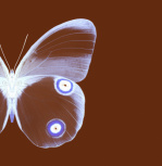 Butterfly 2 giclee art print