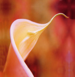 Calla Lilly giclee art print