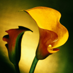 Calla Lily I giclee art print