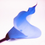 Calla Lily II giclee art print