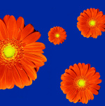 Crazy Daisies giclee art print