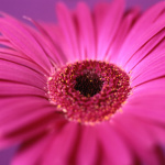 Daisy I giclee art print