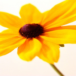 Daisy II giclee art print