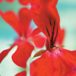 Fire Cracker giclee art print