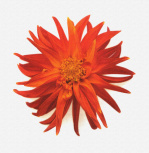 Flower Focus II giclee art print