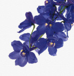 Flower Focus III giclee art print