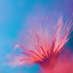 Fluffy giclee art print