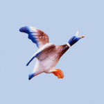Flying Duck 1 giclee art print