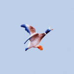 Flying Duck 3 giclee art print