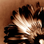 Gerbera I giclee art print