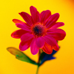 Gerbera III giclee art print