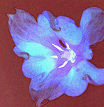 Glow giclee art print
