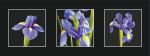 Iris Triptych I art print