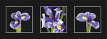 Iris Triptych II art print