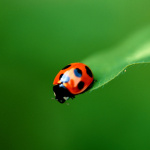 Ladybird giclee art print