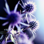 Lavender Thistle I giclee art print