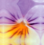 Lilac bloom giclee art print