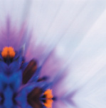 Lilac haze giclee art print