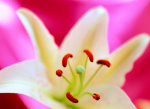 Lily I giclee art print