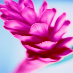Lily II giclee art print