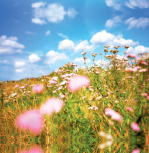 Meadow giclee art print