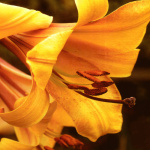 Mellow Yellow giclee art print