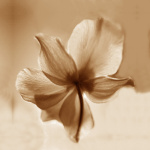 Mocha flora 1 giclee art print