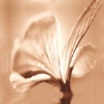 Mocha flora 2 giclee art print