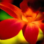 Orchid II giclee art print