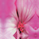 Pastel Pansy giclee art print