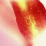Petal giclee art print