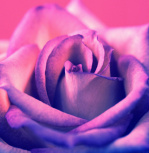 Pink Rose giclee art print
