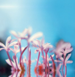 Pink Stems giclee art print