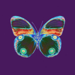 Purple Butterfly giclee art print