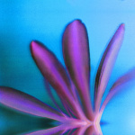 Purple Petals giclee art print