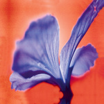 Purple melt giclee art print