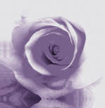 Rose II giclee art print
