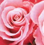 Rose III giclee art print