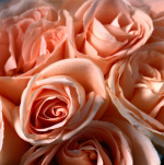 Roses giclee art print