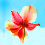 Sherbert Dip giclee art print